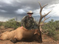 Texas Elk