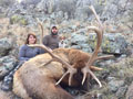 Texas Elk