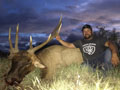 Texas Elk
