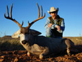 MGT Mule Deer