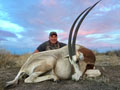 Scimtar Oryx