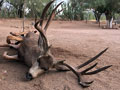 Sonora, Mexico Mule Deer