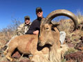 Aoudad