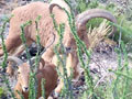 Aoudad