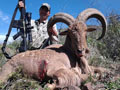 Aoudad