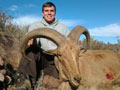 Aoudad