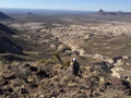 Aoudad