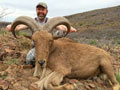 Aoudad
