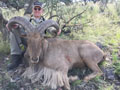 Aoudad