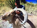 Aoudad