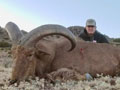 Aoudad