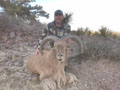 Aoudad