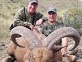 Aoudad