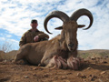 Aoudad