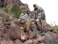 Aoudad