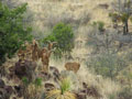 Aoudad