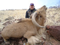 Aoudad