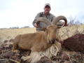 Aoudad