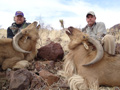 Aoudad