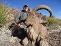 Aoudad