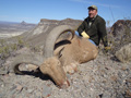 Aoudad