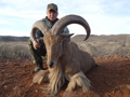 Aoudad