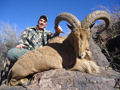 Aoudad