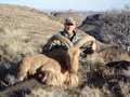 Aoudad