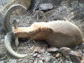 Aoudad