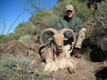 Aoudad