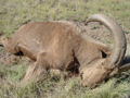 Aoudad