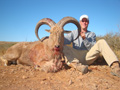 Aoudad