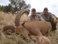 Aoudad