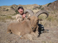 Aoudad