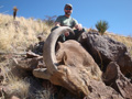 Aoudad