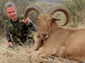 Aoudad