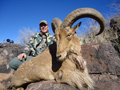 Aoudad