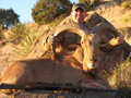 Aoudad