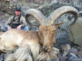 Aoudad