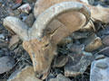 Aoudad