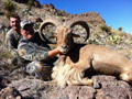 Aoudad