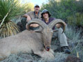 Aoudad