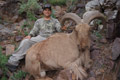 Aoudad