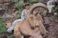 Aoudad