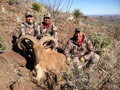 Aoudad