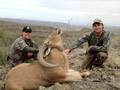 Aoudad