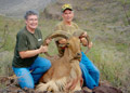 Aoudad