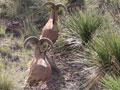 Aoudad