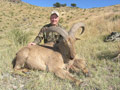 Aoudad