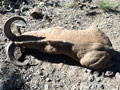 Aoudad